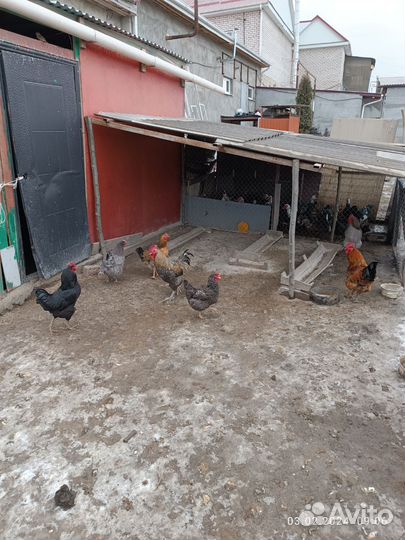 Яйца домашние куринные