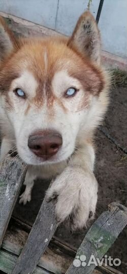 Сибирский хаски