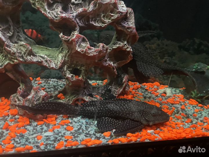 Взрослые сомы