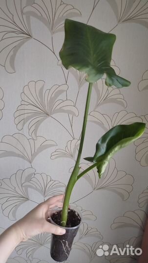 Калла, сциндапсус,эпипремнум