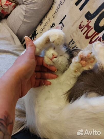 Котёнок девочка в добрые руки