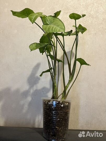 Сингониум пикси