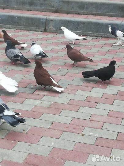 Продажа николаевских голубей