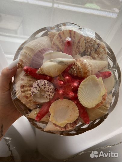 Набор ракушек