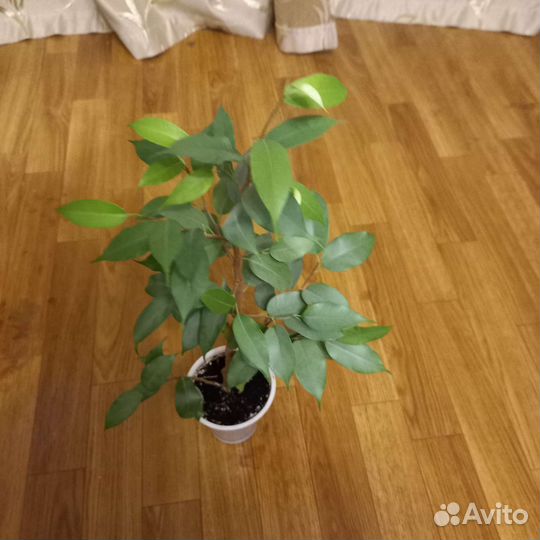 Фикус бенджамина