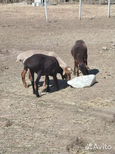 Овцы матки ярки
