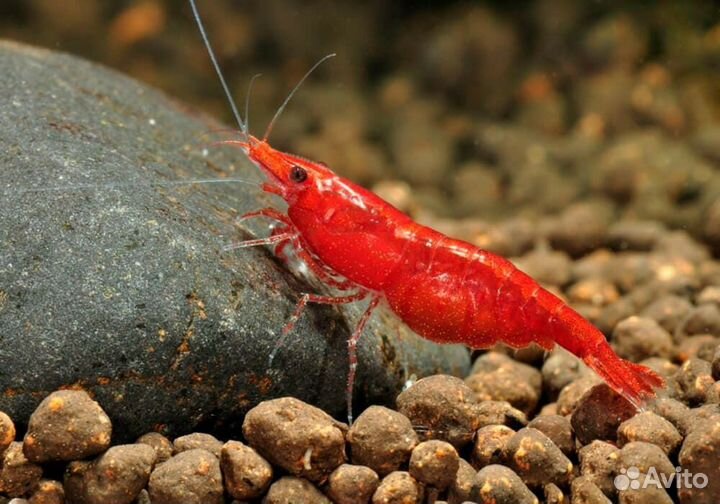 Креветки красный огонь