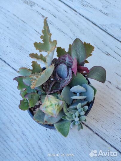 Садики из суккулентов, каланхоэ и крассулы