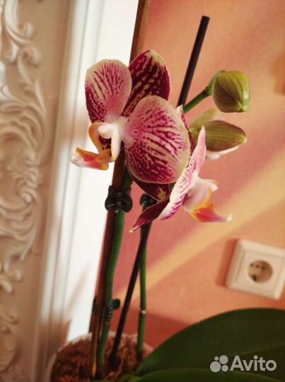 Фаленопсис