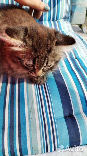 Отдам в добрые руки котёнка девочка