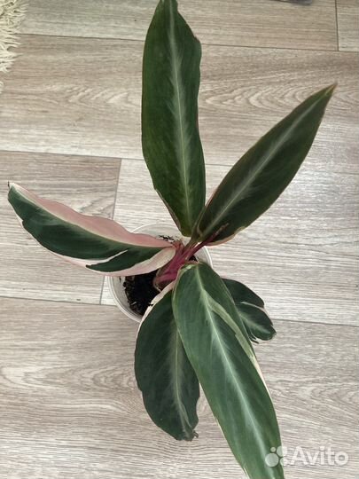 Строманта, фикус,Кордилина