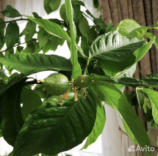 Укорененные черенки лимона от плодоносящего дерева