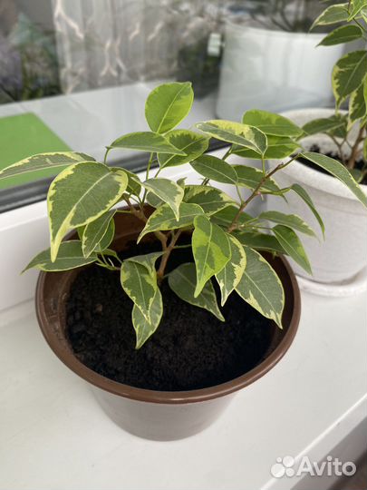 Фикус бенджамина кинки