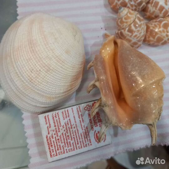 Морские ракушки раковины