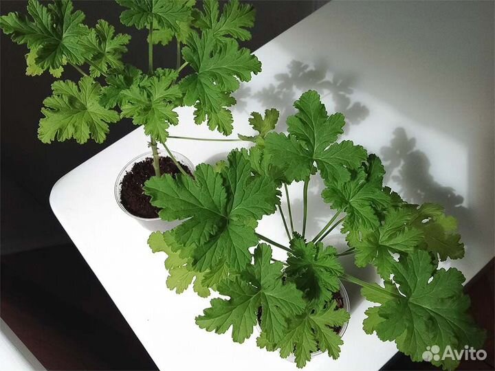 Пеларгония герань душистая