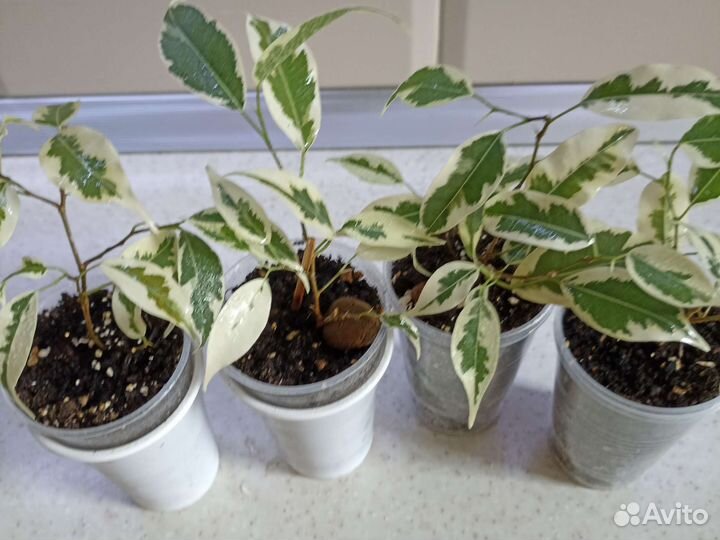 Фикус бенджамина Де Гантель