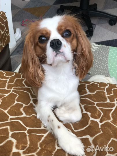 Кавалер кинг чарльз спаниель вязка мальчик