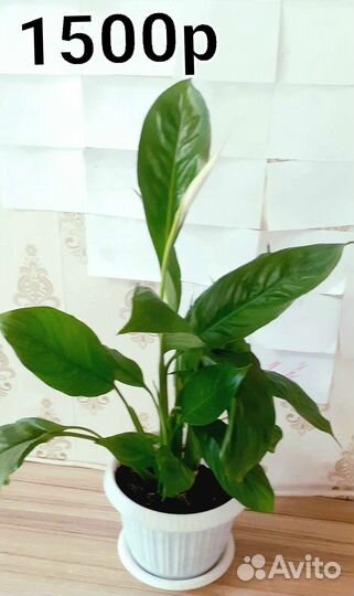 Спатифиллум женское счастье