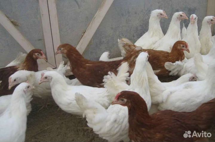Куры молодки несушки