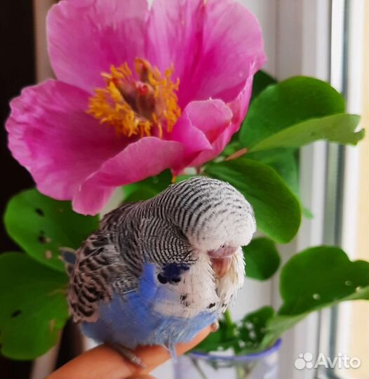 Выставочный Волнистый попугай Чех