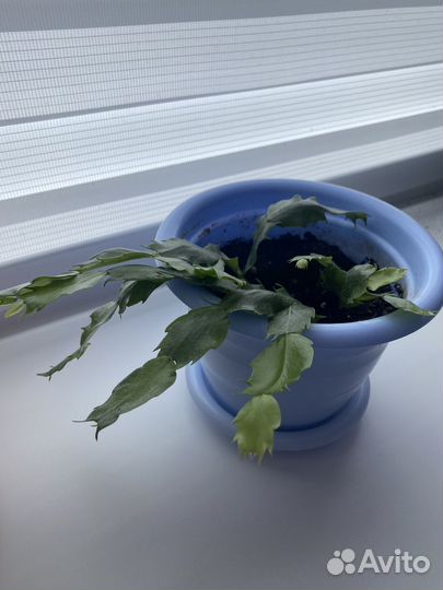 Распродаю растения разные