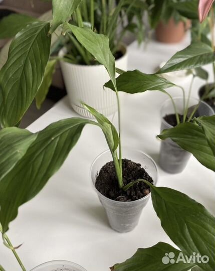 Спатифиллум