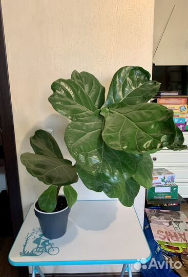 Фикус лирата большой комнатное растение
