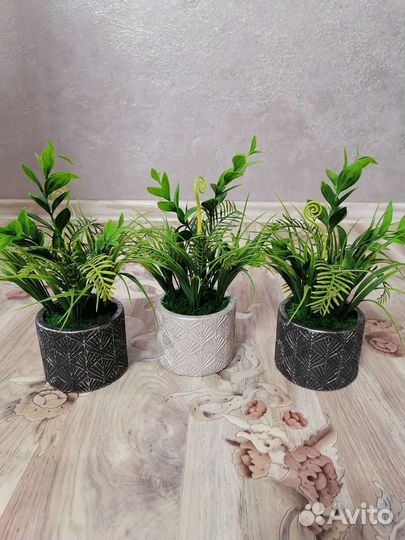 Фикус бенджамина манго макломе орхидея