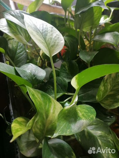 Сциндапсус Голден Квин