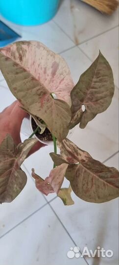 Сингониум пинк спот дабл вар