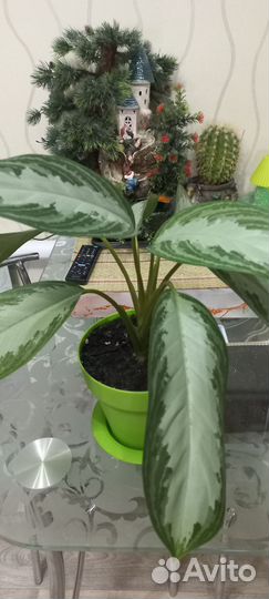 Аглоанема сильвер бей