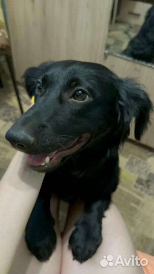 Щенок в добрые руки бесплатно