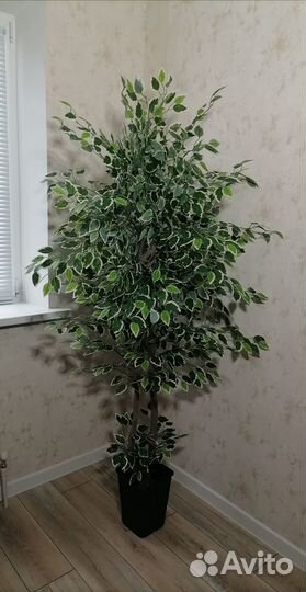 Искусственный фикус