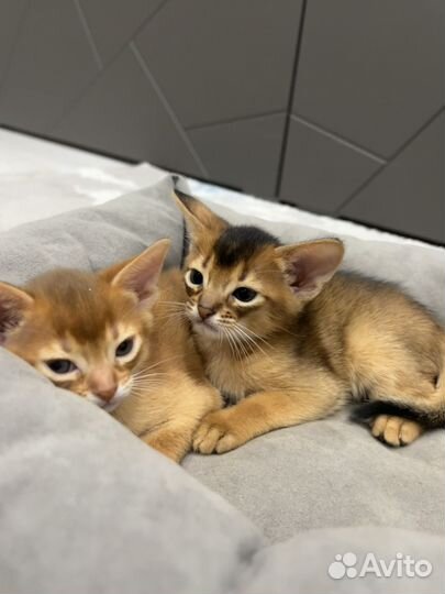 Абиссинские котята
