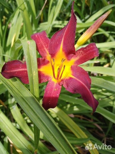 Лилейники сортовые