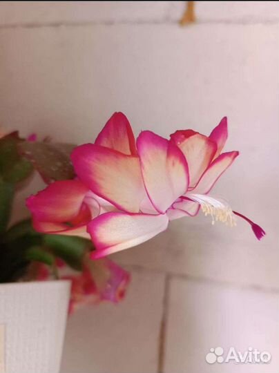 Декабрист шлюмбергера