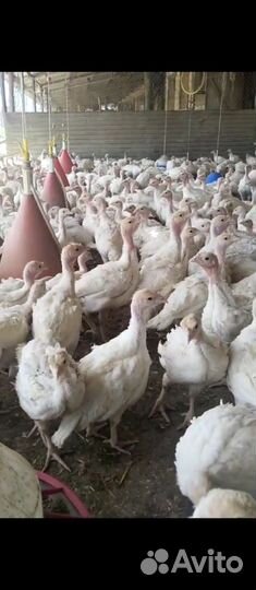 Подросшие индюшата