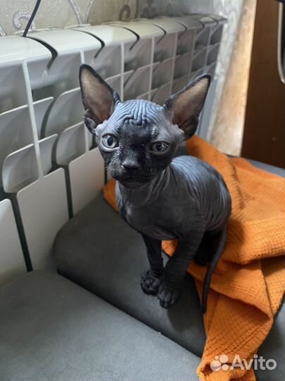 Канадский сфинкс