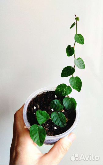 Цветы комнатные