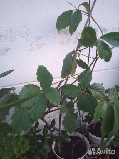 Продам цветы комнатные