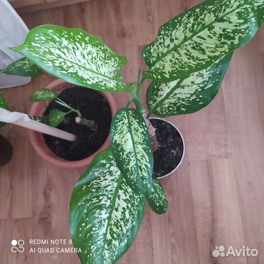 Комнатные цветы