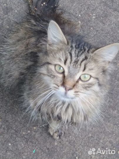 Брошенной кошке нужен дом или передержка