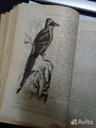Жизнь животных А.Э. Брэм 1894 год 5 том птицы