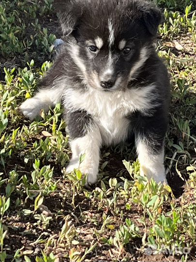 Щенки от хаски