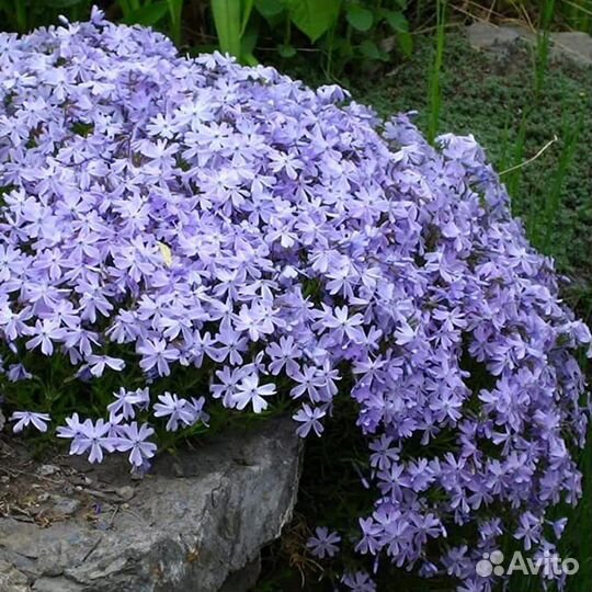 Флокс голубой