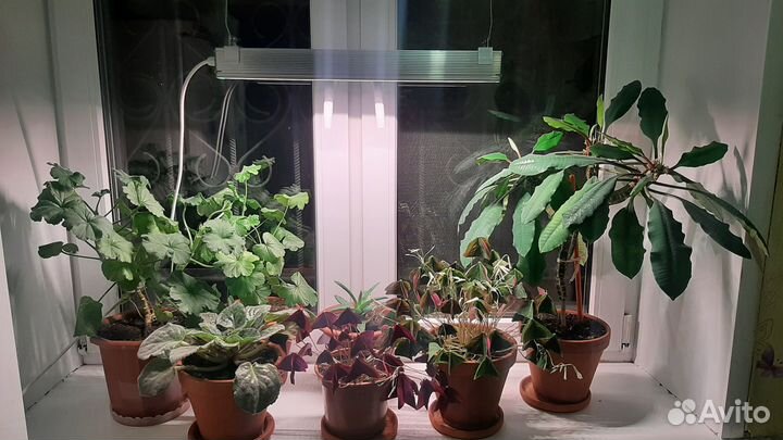 Светильник Фито на подвесе, 35Вт (полный спектр)