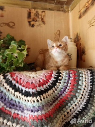 Подростки котята в дар