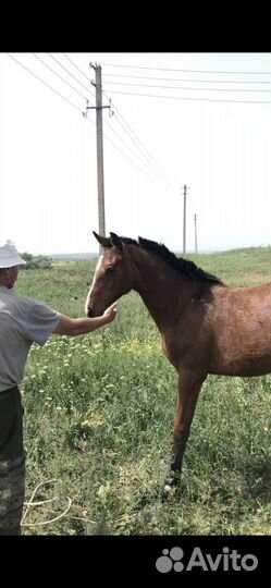 Продажа жеребчика