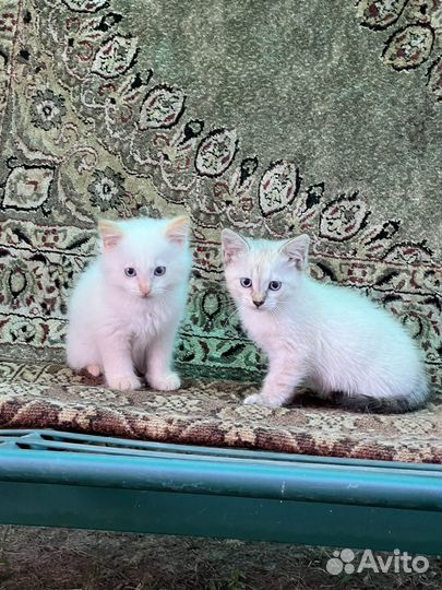 Отдадим котят к добрые руки к хорошим хозяевам