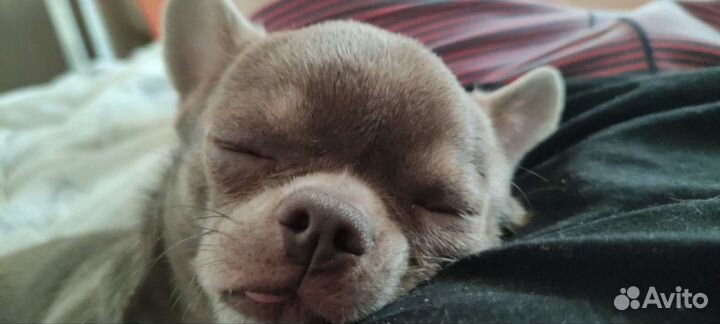 Собака чихуахуа мини кабель вязка